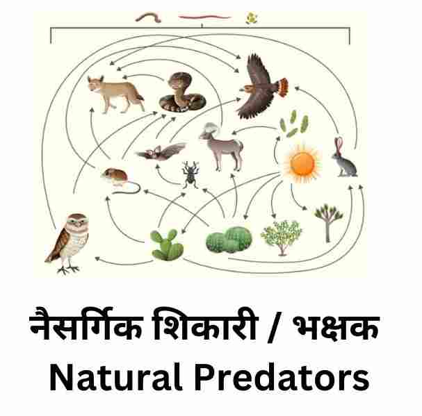 नैसर्गिक शिकारी / भक्षक : Natural Predators